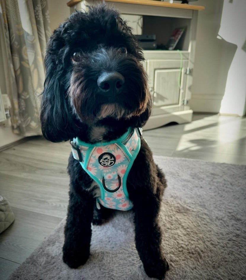 Rugged Rover™ Harness - Pastel Daisy
